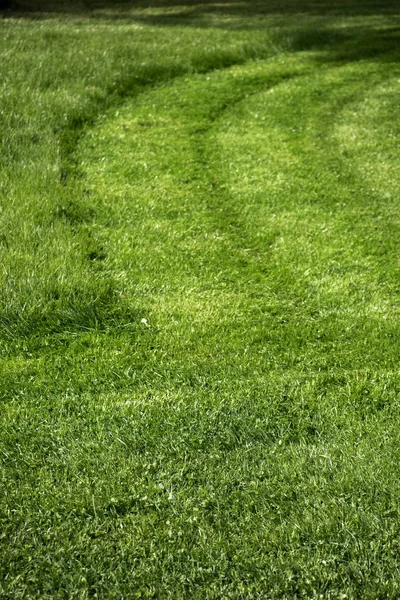 Hierba Verde Para Uso Como Fondo Natural — Foto de Stock