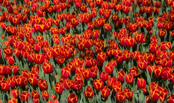 Kolorowe Kwiaty Tulipan Jako Tło — Zdjęcie stockowe