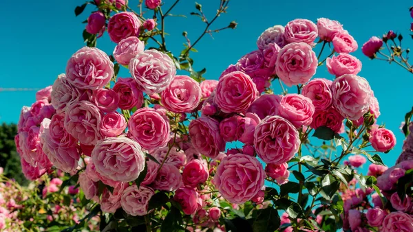 Prachtige Kleurrijke Rozen Een Rozentuin — Stockfoto