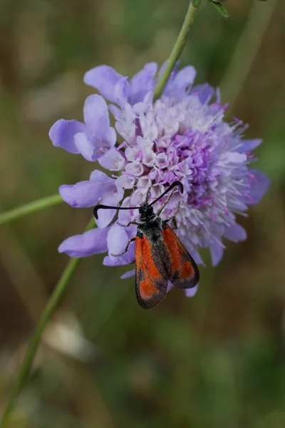 Bug Rouge Nourrissant Fleurs Dans Nature — Photo