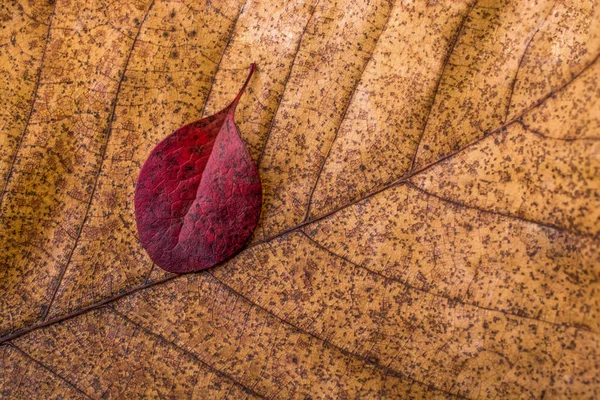 Schöne Trockene Blätter Als Herbstlicher Hintergrund — Stockfoto