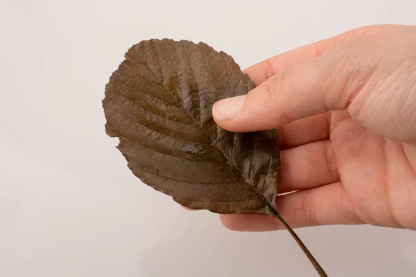 Mano Sosteniendo Una Hoja Seca Otoño Mano Sobre Fondo Blanco —  Fotos de Stock