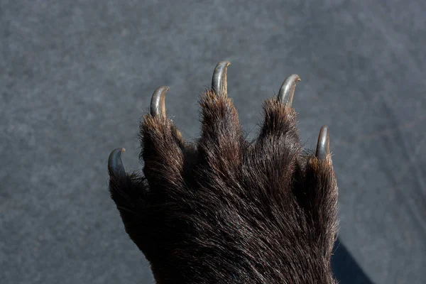 Pata Urso Preto Com Garras Afiadas Vista — Fotografia de Stock