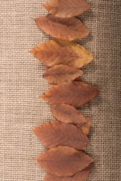 Droog Herfstseizoen Bladeren Linnen Doek — Stockfoto