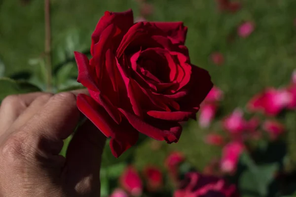 Schöne Bunte Rose Der Hand — Stockfoto