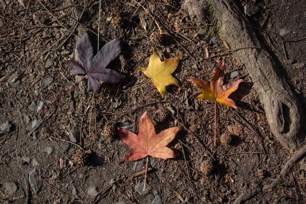 乾季の紅葉を眺めながら — ストック写真