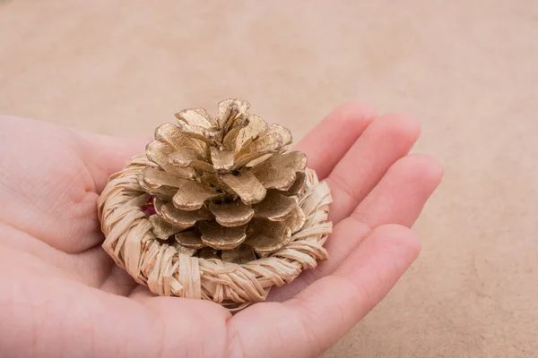 Pine Cone Held Hand Brown Background — Stock Photo, Image