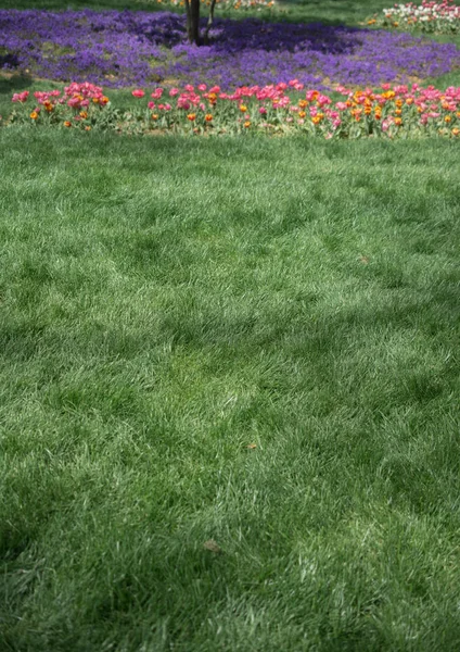 Çiçek açan güzel renkli doğal çiçekler.