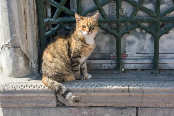 Chat Errant Dans Rue Ville — Photo