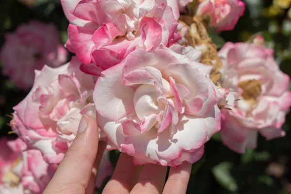 Bahçede gül tomurcuklanıyor.