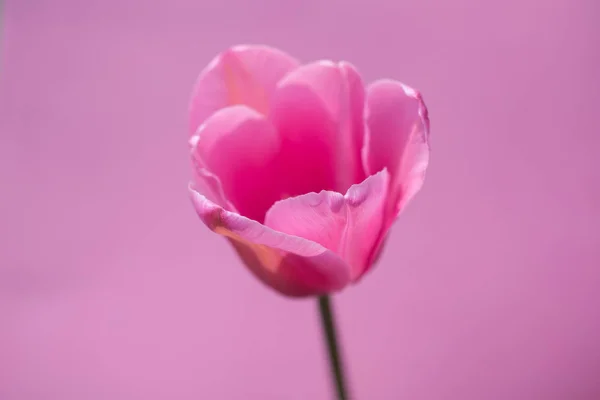 Цветущий Цветок Тюльпана Ярком Фоне — стоковое фото