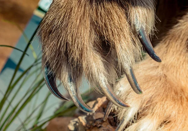 棕熊爪子有锋利的爪 — 图库照片
