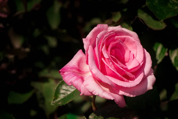 Schöne Frische Rosen Aus Nächster Nähe — Stockfoto