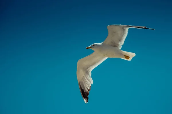 Enkele Zeemeeuw Vliegen Een Blauwe Lucht Als Achtergrond — Stockfoto