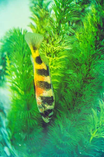 Vackra Färgglada Fiskar Simmar Akvarium Miljö — Stockfoto