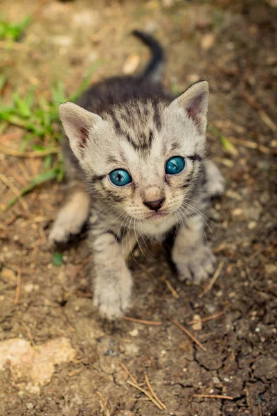 Kleine Niedliche Graue Kätzchen Auf Dem Boden Blick — Stockfoto