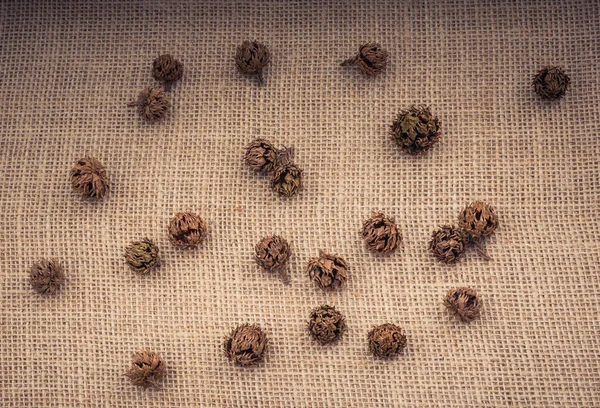 Çadır kapsülleri, kapsüller ve çam kozalakları.