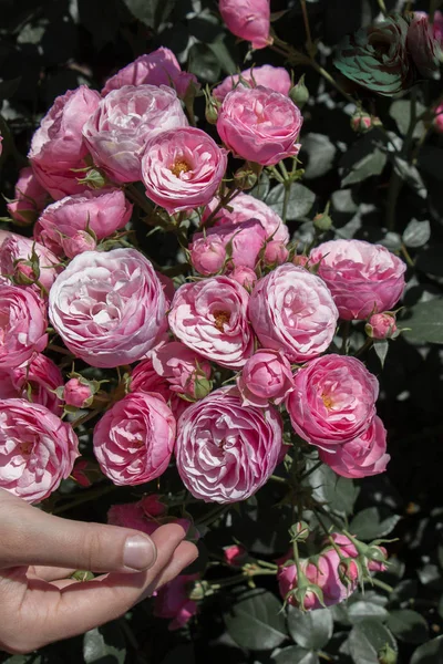 Lindas Rosas Frescas Mão — Fotografia de Stock