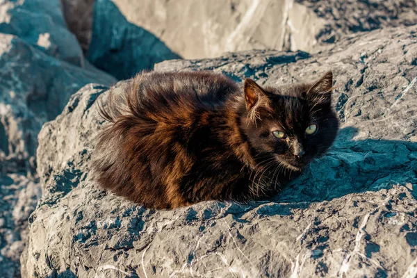 Bilder Der Schönen Katze Als Haustier Blick — Stockfoto