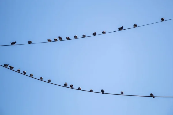 Tauben Auf Draht Mit Himmelshintergrund — Stockfoto