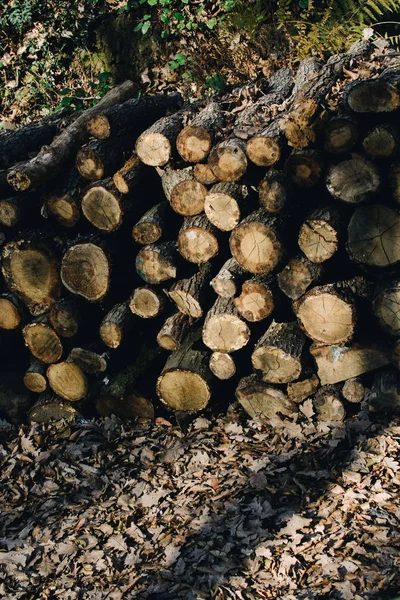 Manzaradaki Bir Ormanda Tahta Kütükler — Stok fotoğraf