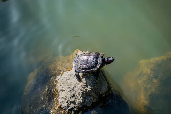 湖のそばにある孤独な亀 — ストック写真