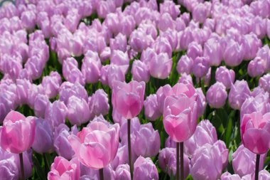 Arkaplan olarak renkli lale çiçekleri