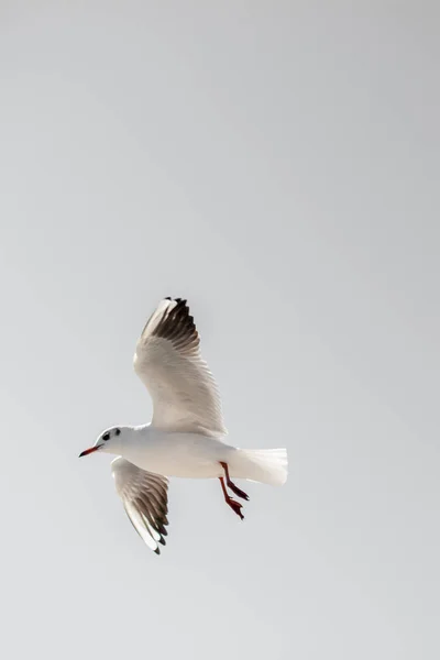 Gaivota Voa Céu Sobre Águas Mar — Fotografia de Stock