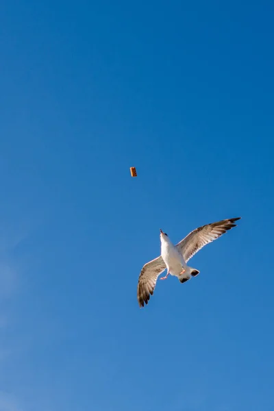 Seagull Flying Sky Sea Waters — Stock Photo, Image