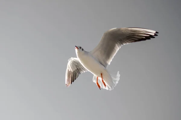 Mouette Unique Volant Dans Fond Bleu Ciel — Photo