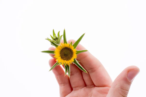 Mano Sosteniendo Girasol Amarillo Sobre Fondo Blanco —  Fotos de Stock