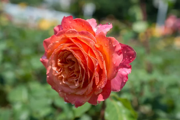 Floraison Belle Rose Colorée Avec Des Gouttes Eau Sur Les — Photo