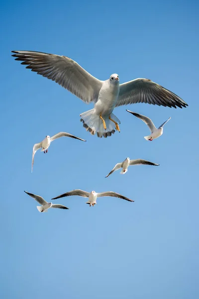 Mouettes Volant Arrière Plan Ciel — Photo