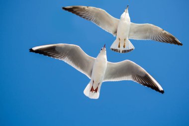 Bir çift martı gökyüzünde mavi bir zemin üzerinde uçuyor.