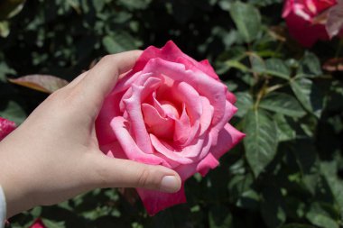 Gül bahçesinde bir gül tutarken