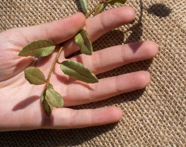 Eline bir defter sayfası bırakır