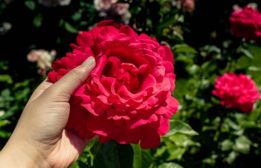 Renkli bir gül çiçeğini tutarken