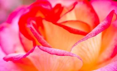 Çiçek açan güzel gül çiçeği 