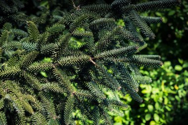 Çiçeksel bitkisel arkaplan dokusu olarak yapraklar