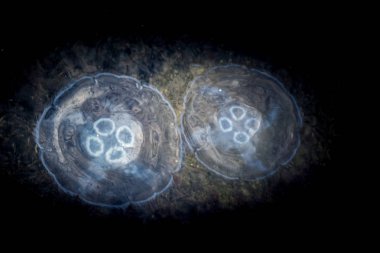 Suda denizanası var.