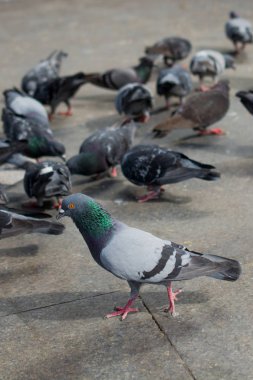 Yalnız kuş doğal ortamda yaşar.