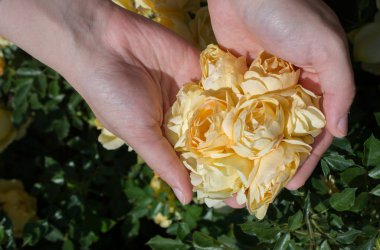 Elindeki güzel taze güller