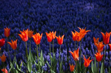 Bahar bahçesinde renkli lale çiçekleri açar.