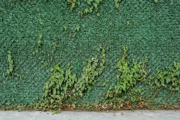 Стена Частью Дерева Качестве Фона — стоковое фото