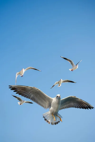 Mouettes Volant Arrière Plan Ciel — Photo