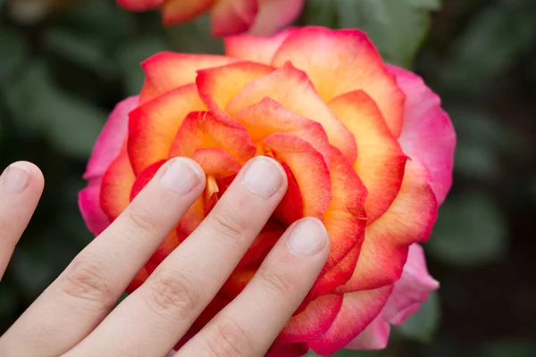 Red Rose Flower Garden — Stock Photo, Image