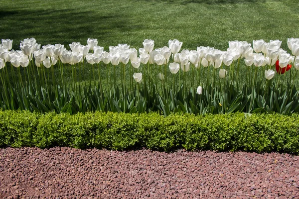 Λευκά Λουλούδια Τουλίπας Ανθίζουν Στον Κήπο — Φωτογραφία Αρχείου