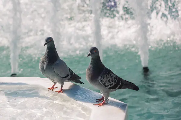 Aves Solitárias Junto Fonte Vivem Ambiente Urbano — Fotografia de Stock