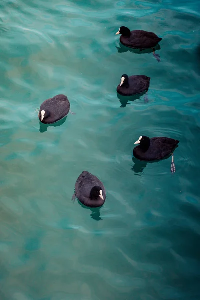 Niedliche Vögel Wasser Als Abbild Der Tierwelt — Stockfoto