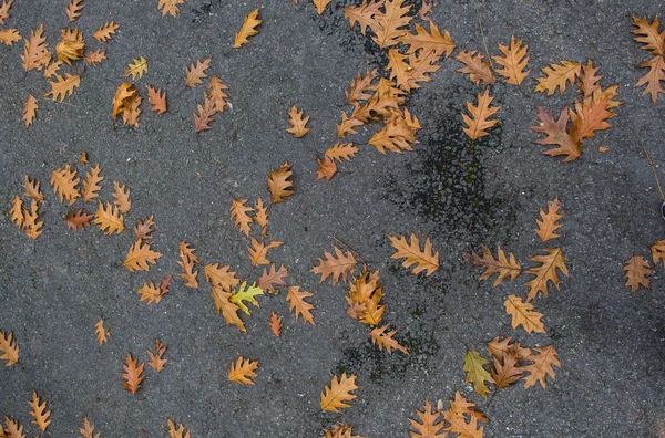 Podzim Zanechává Texturu Pozadí Textura Pozadí Listu — Stock fotografie